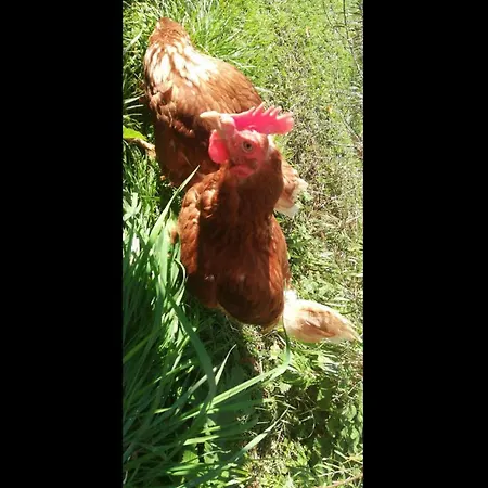 Kaiserhaus Harald Astner 1 3*