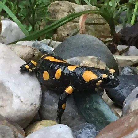 Kaiserhaus Harald Astner 1 Pensionat Ebbs