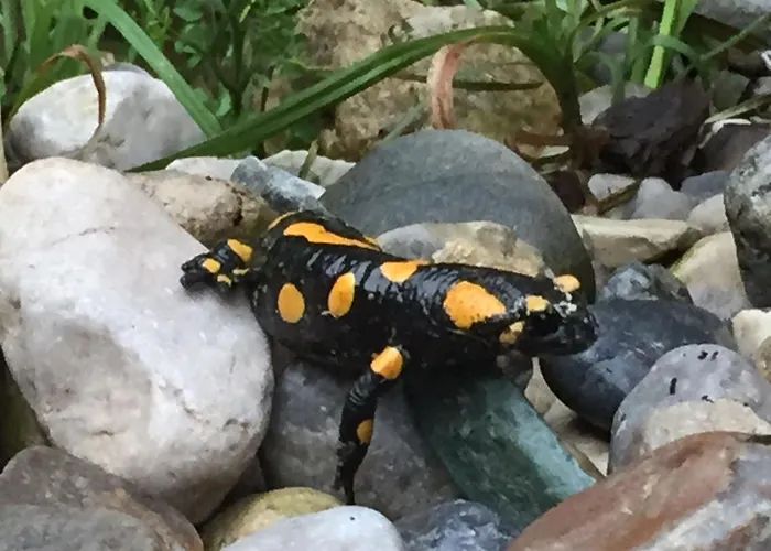 Kaiserhaus Harald Astner 1 Gasthof Ebbs